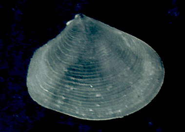 Bivalve da confermare